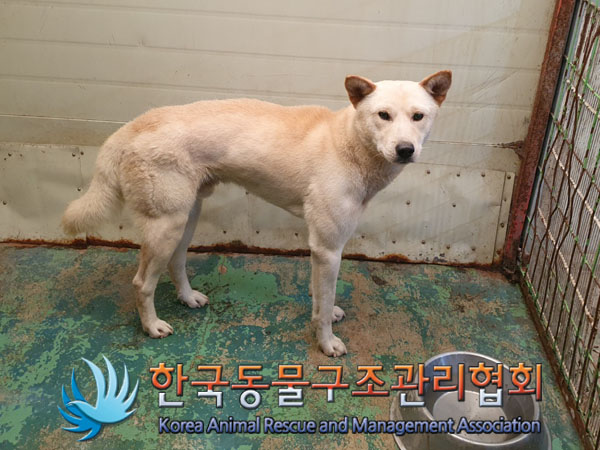 한국동물구조관리협회_441406202301438