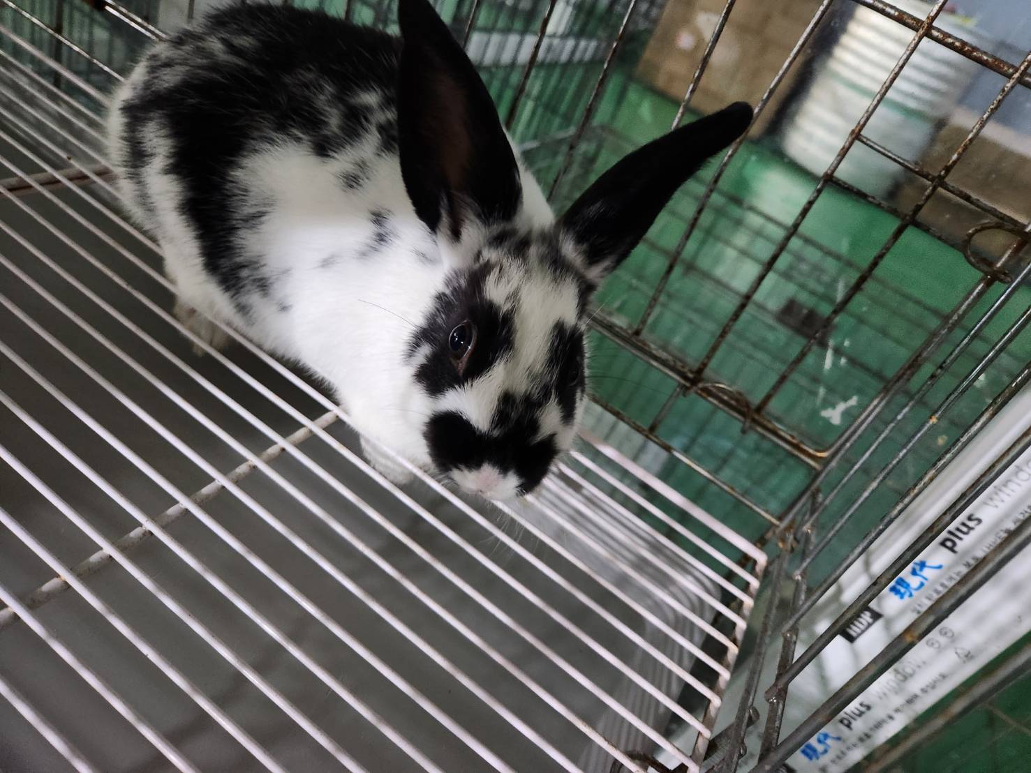 한국야생동물보호협회_441390202300589