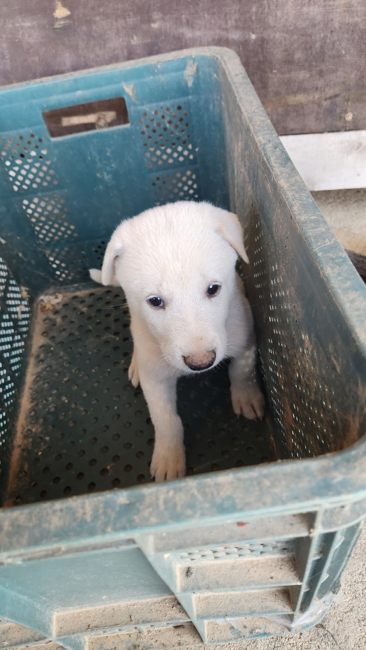 익산유기동물보호소_445468202301941