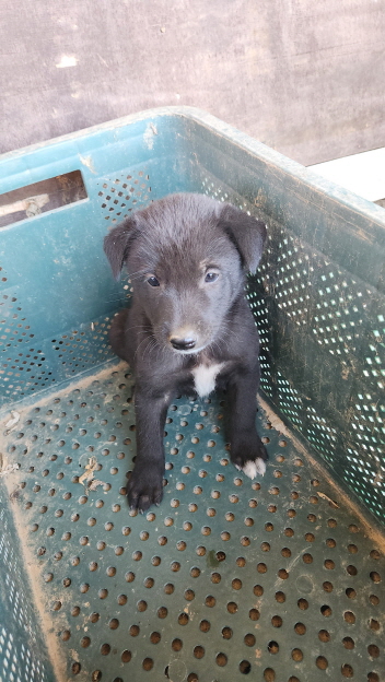 익산유기동물보호소_445468202301944