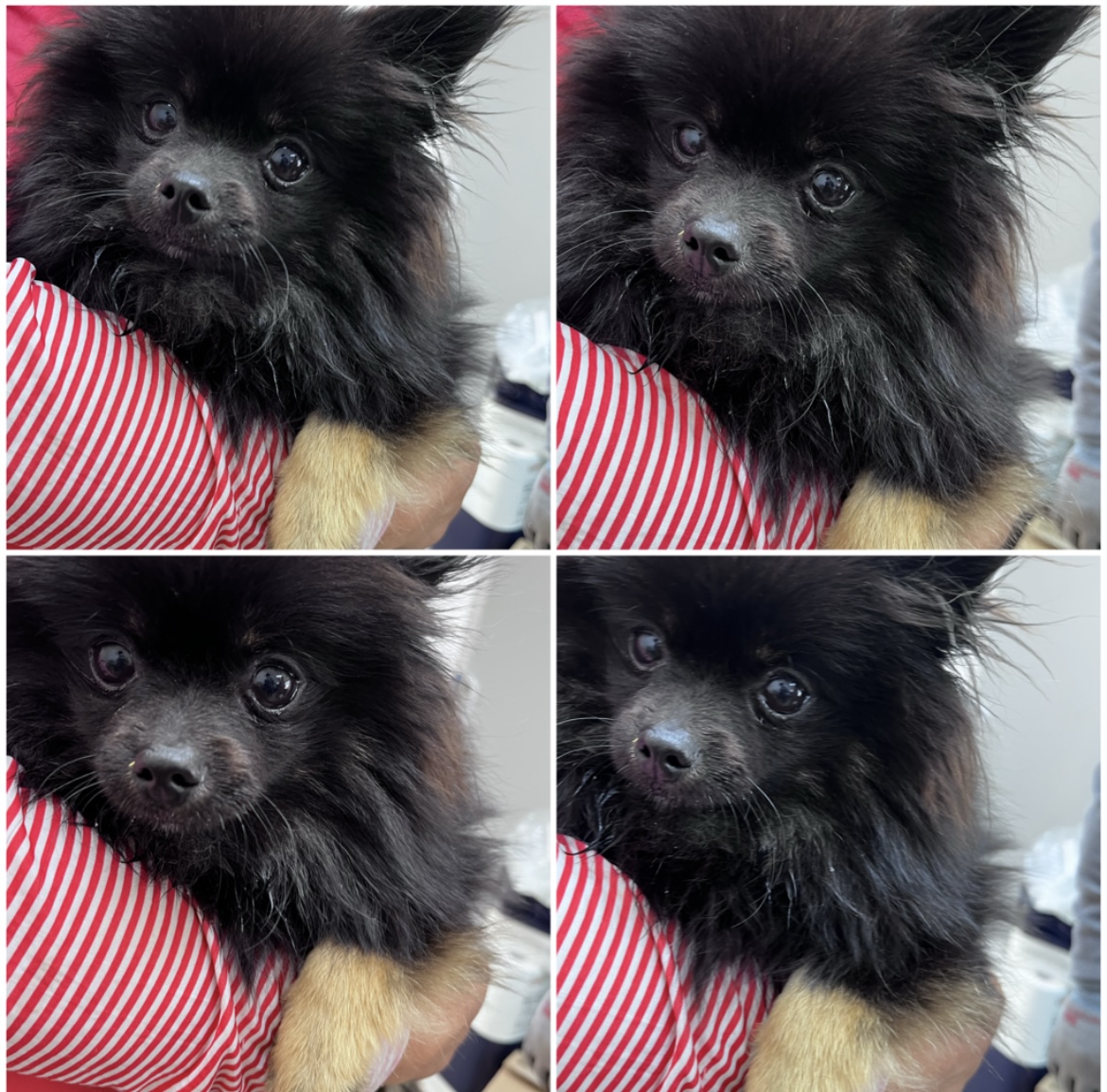 보호중 포메라니안의…