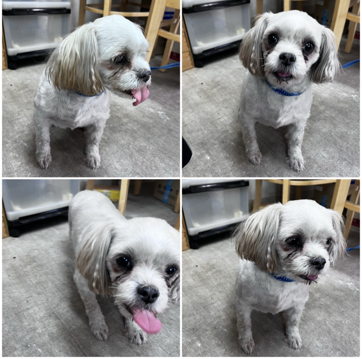 천안시유기동물보호소_444449202302135