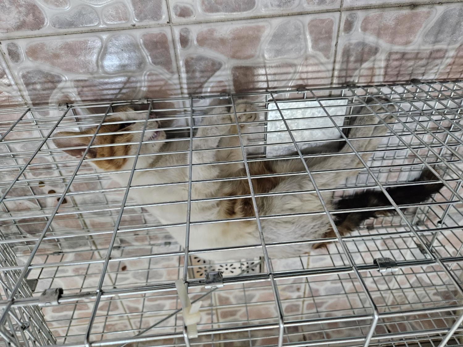 제니스동물병원_427346202301208