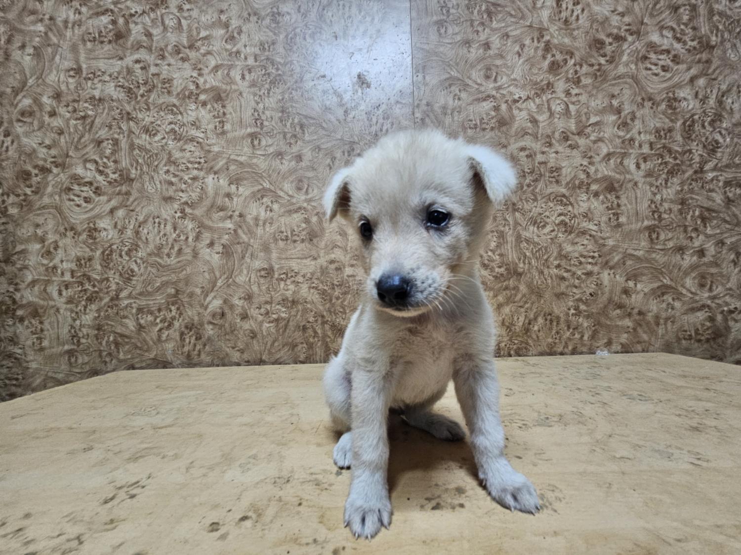 순천시유기동물보호소_446482202300871