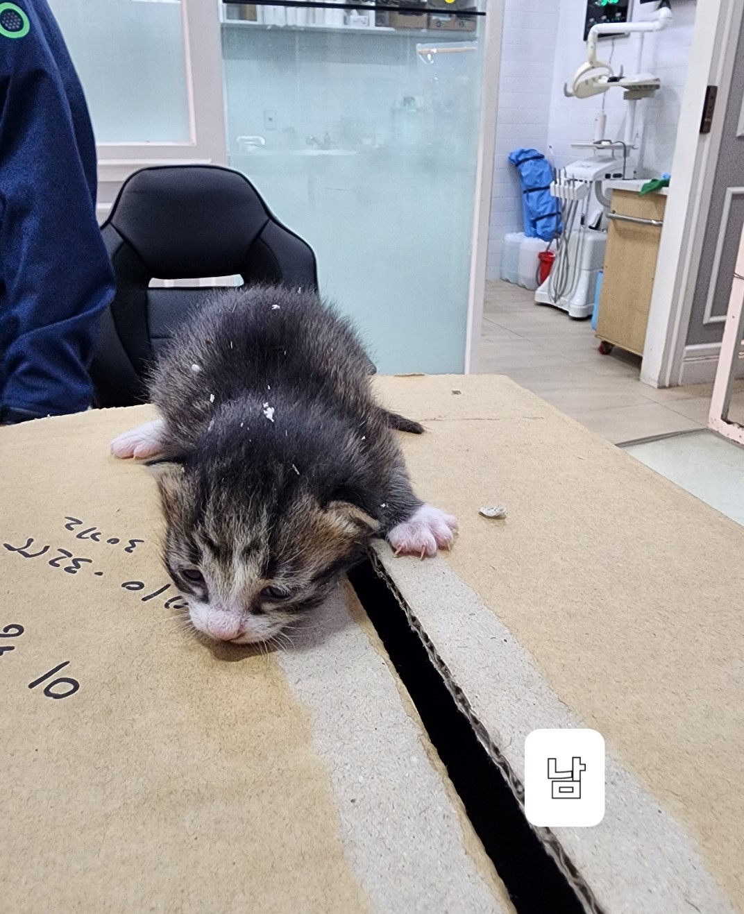 보호중 한국 고양이…