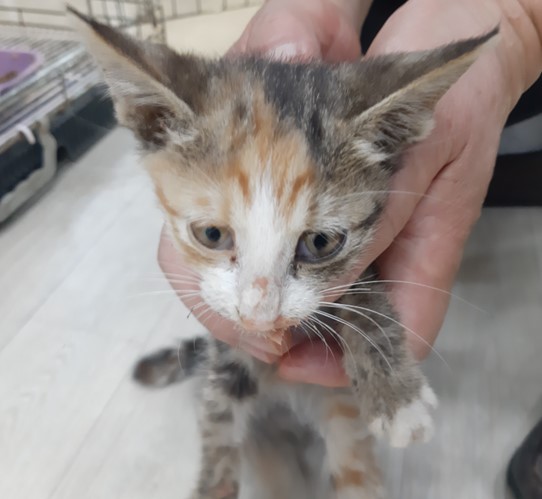 보호중 한국 고양이…