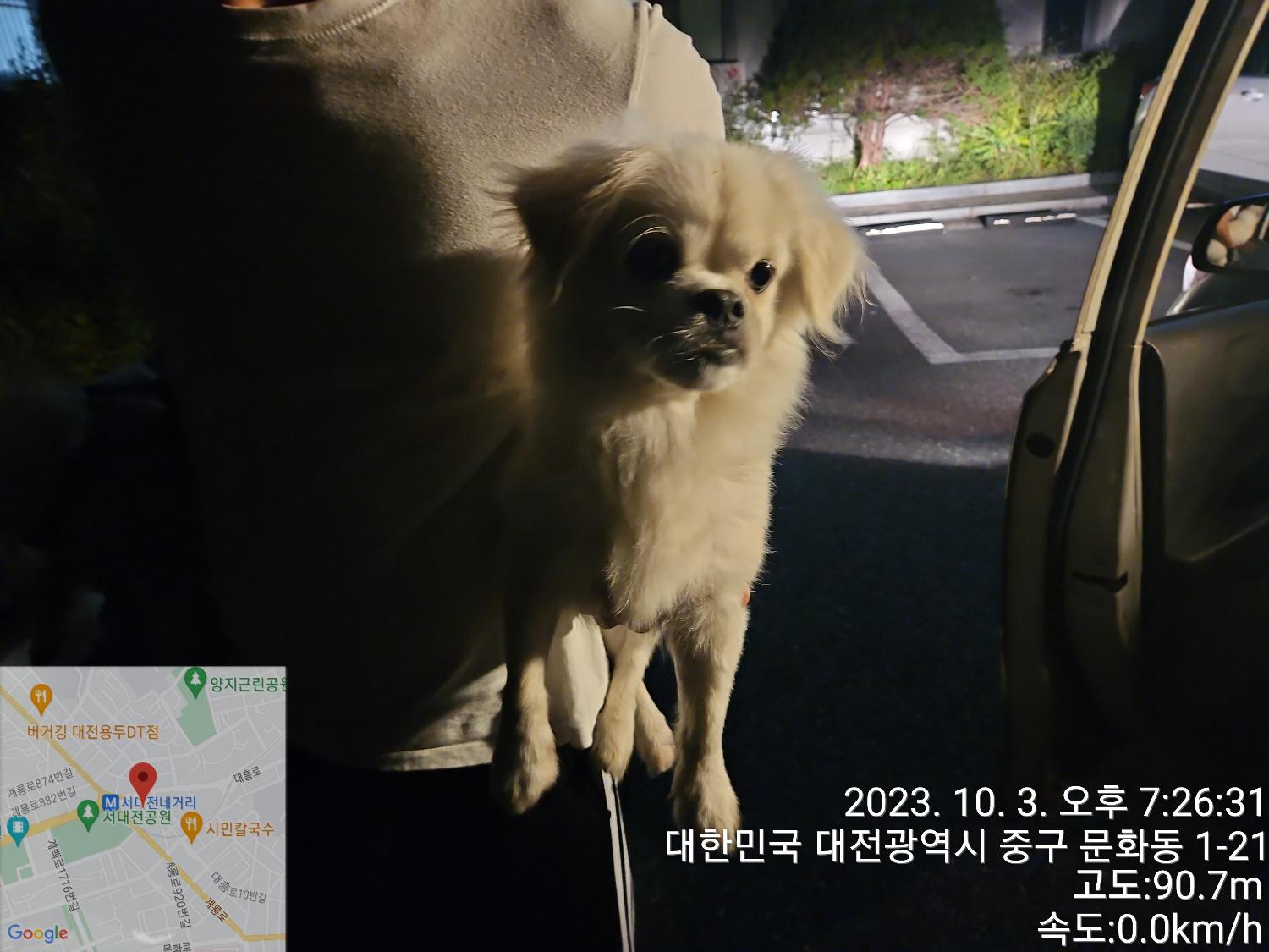 보호중 페키니즈의 …