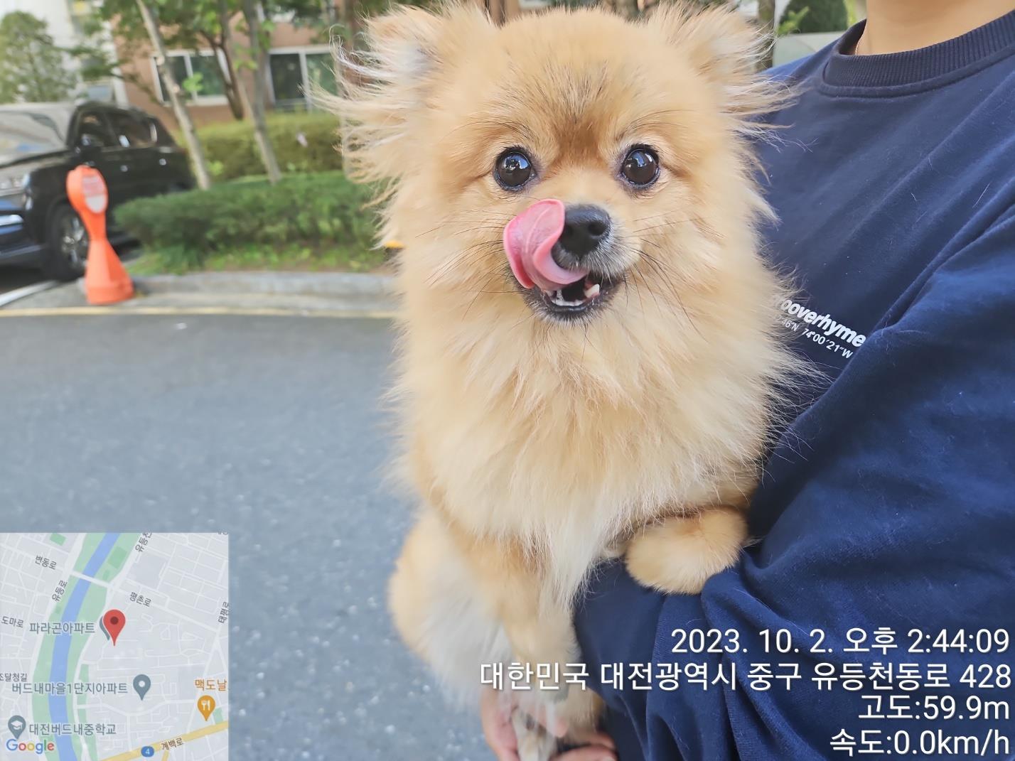 종료(반환) 포메라…