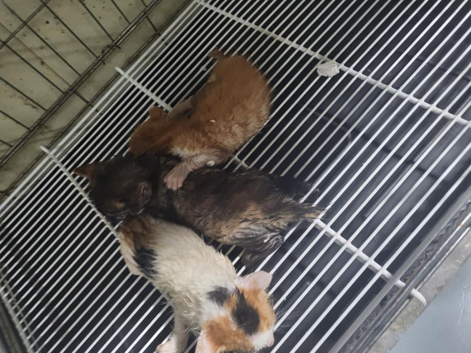보호중 한국 고양이…