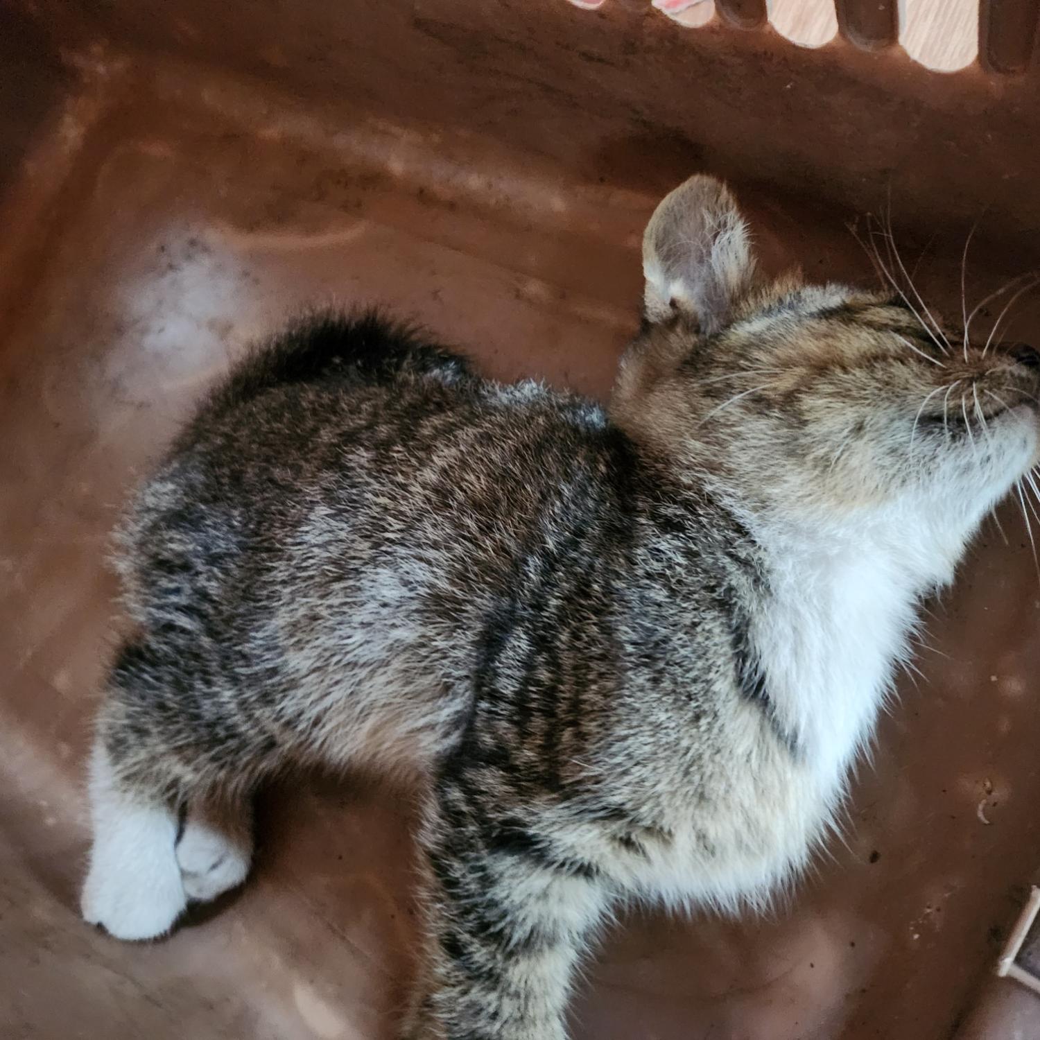 울산유기동물보호센터_431373202301074