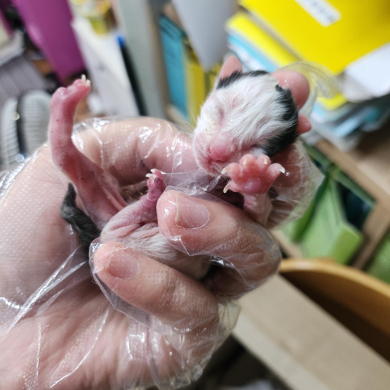 종료(자연사) 한국…