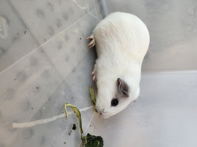 종료(자연사) 기니…