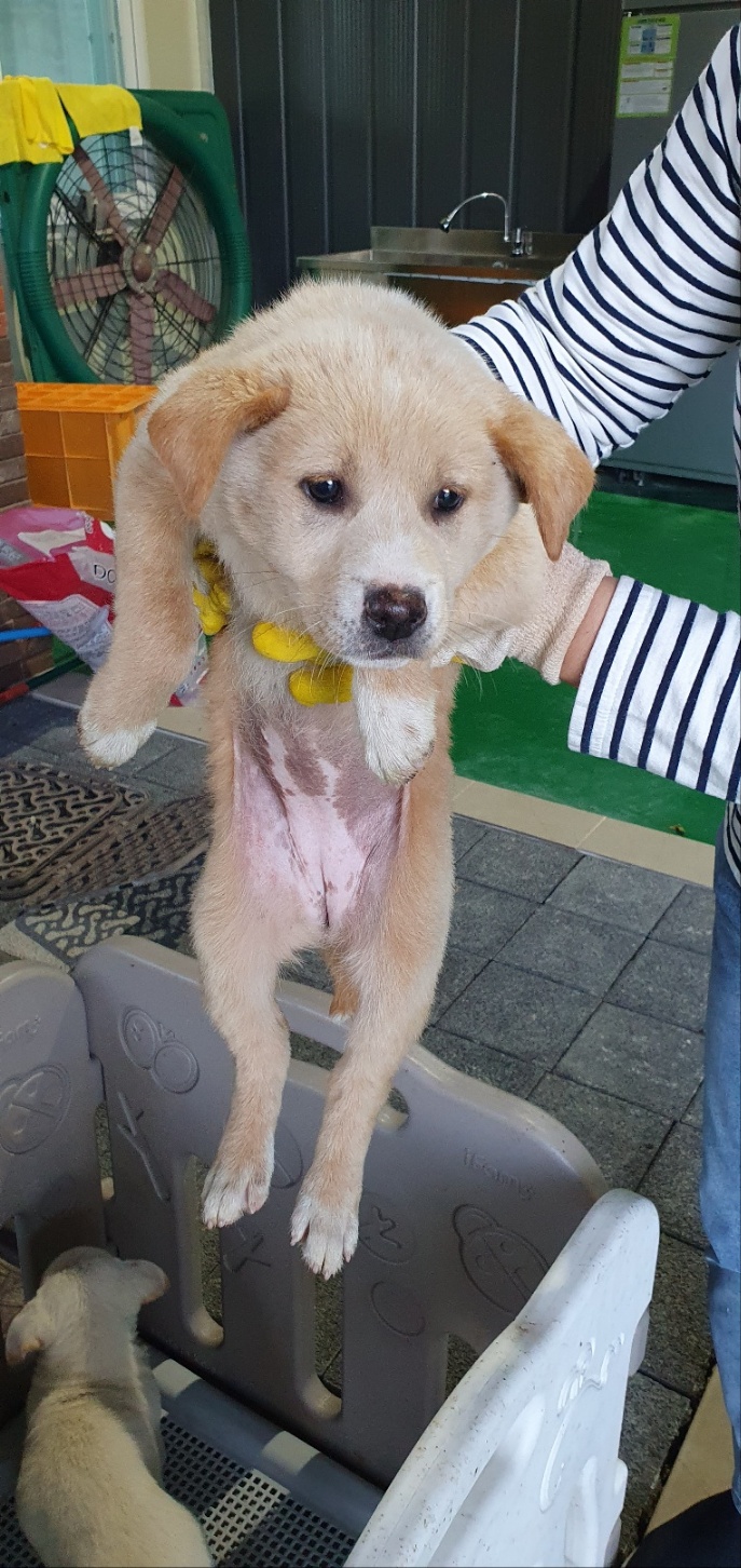거창유기동물보호센터_448547202300847