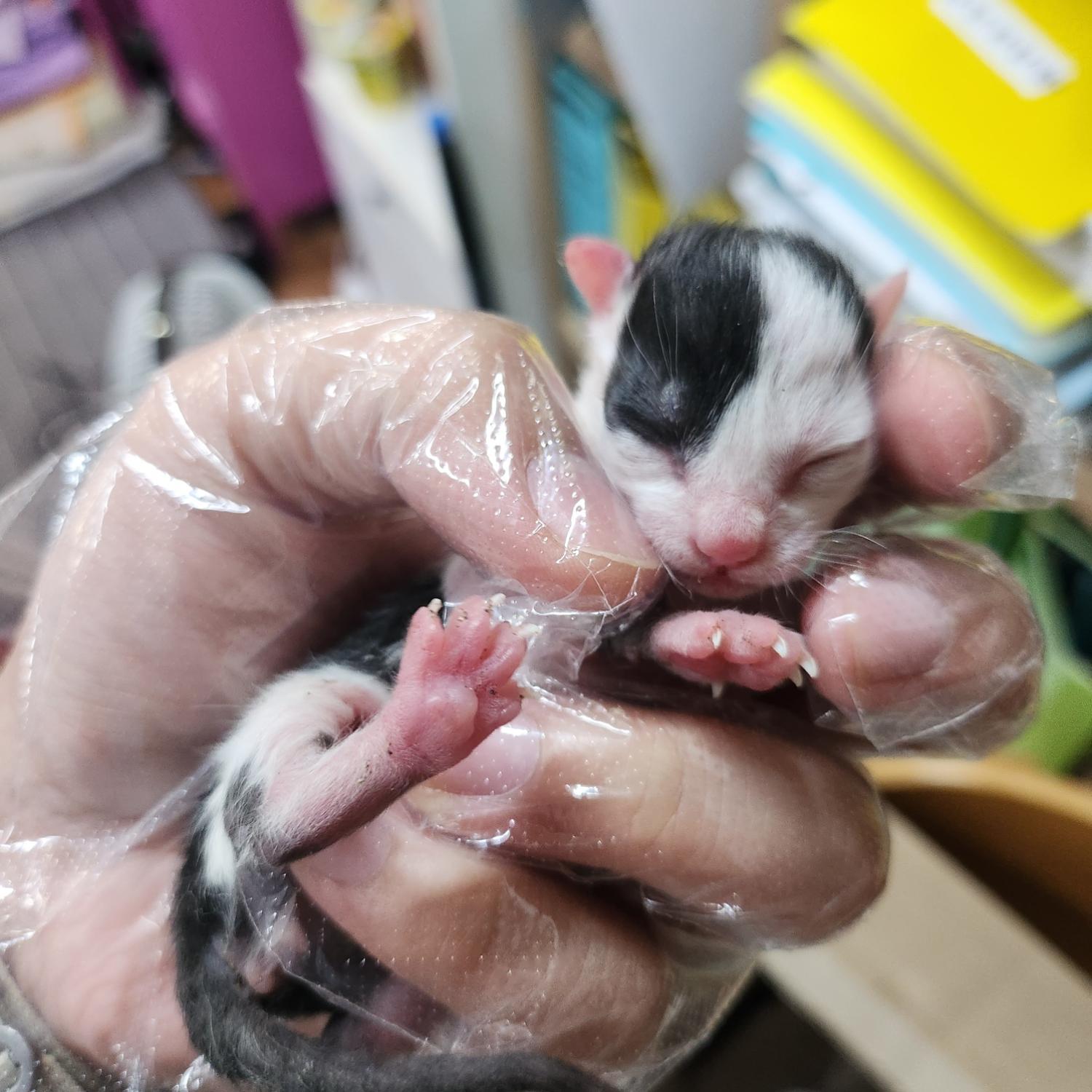 울산유기동물보호센터_431372202300534