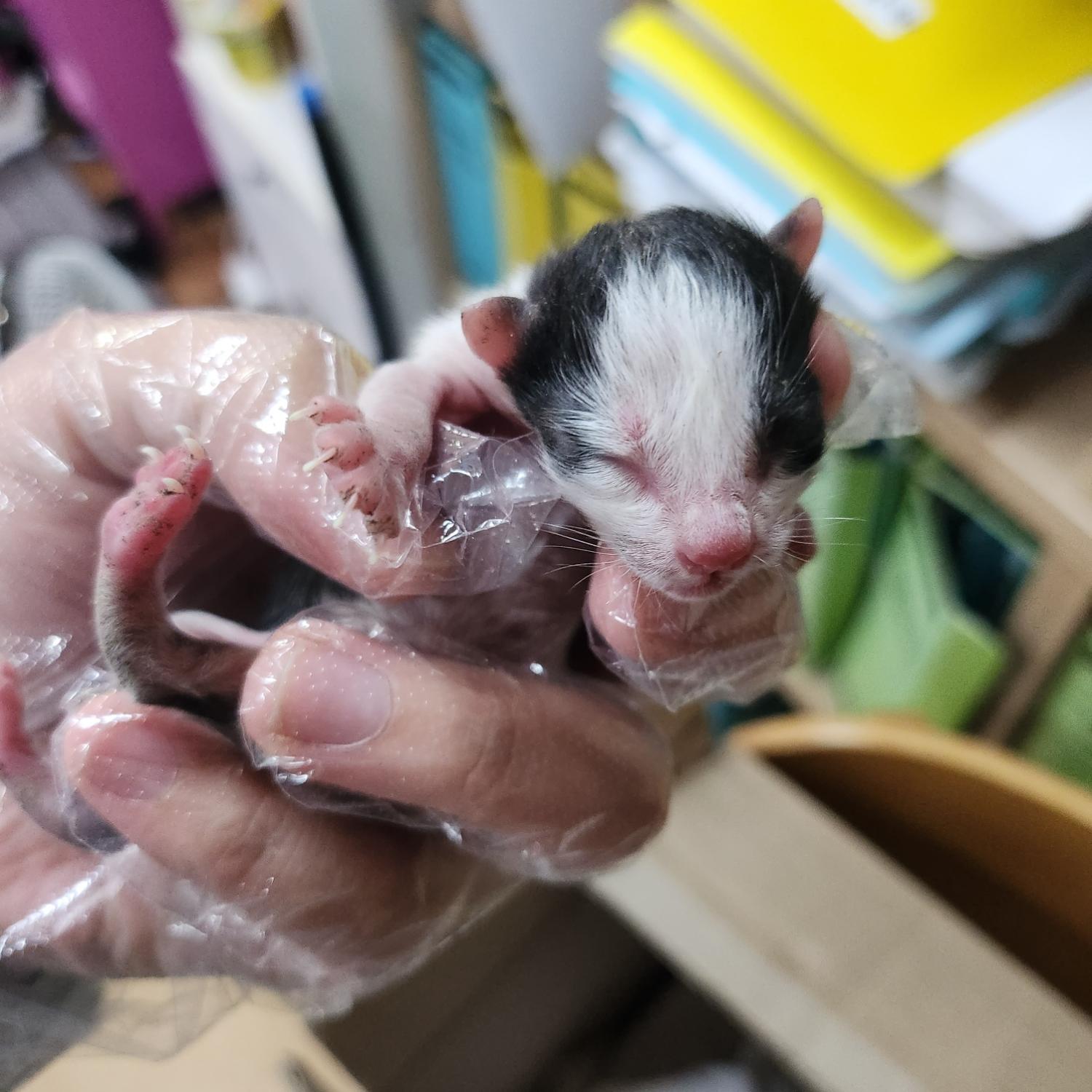 울산유기동물보호센터_431372202300533