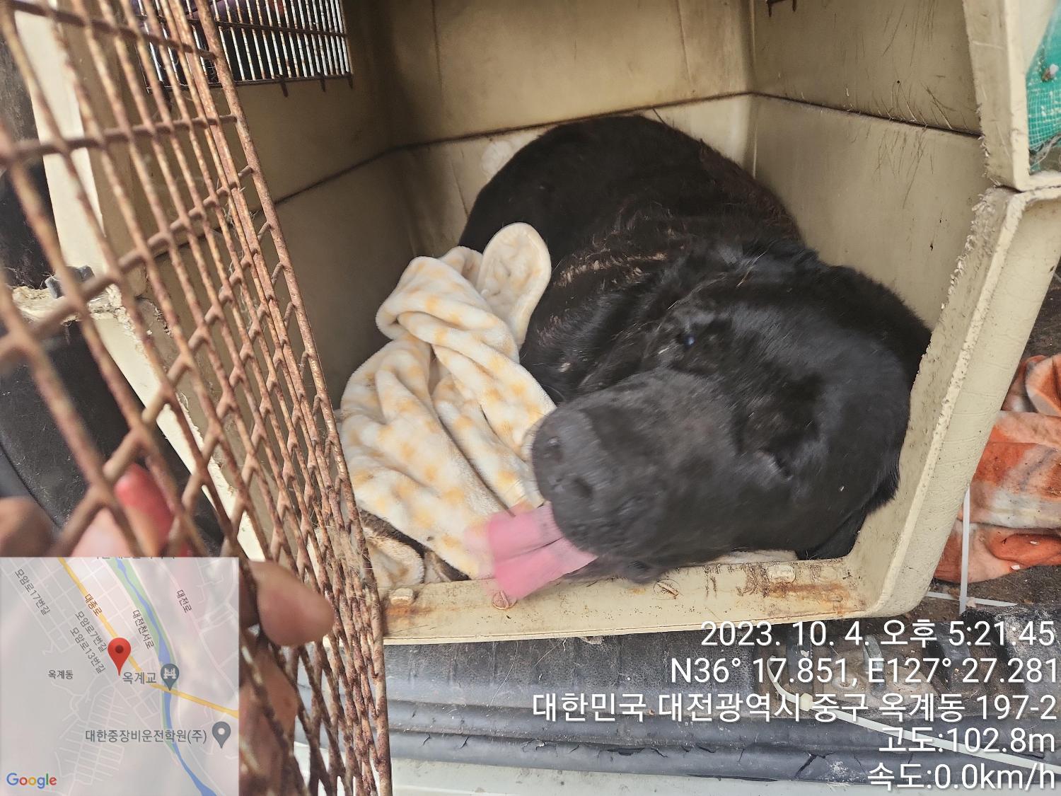 대전동물보호센터_430365202300478