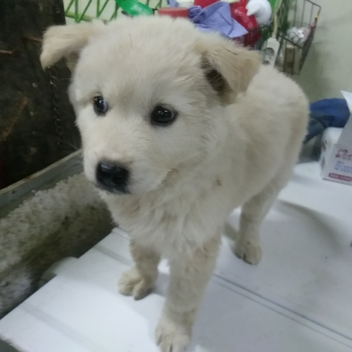 인천광역시수의사회_428353202301072