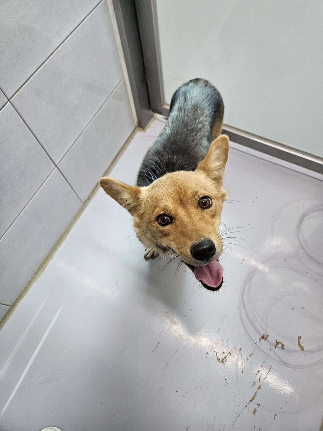 아산동물복지지원센터_444452202301853