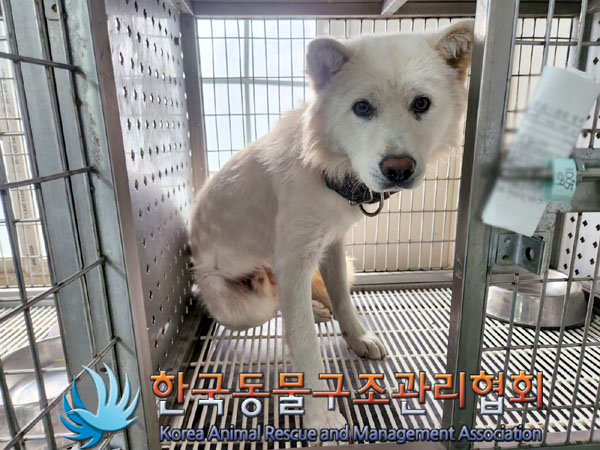 한국동물구조관리협회_441392202300209