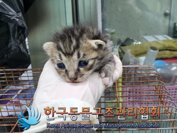 한국동물구조관리협회_441409202301569