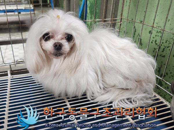 한국동물구조관리협회_441382202300670