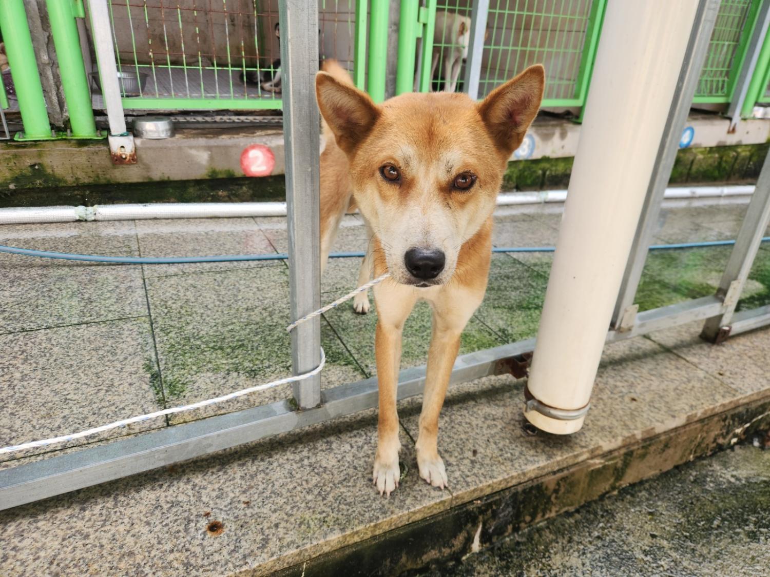 광주 동물보호소_429363202301024