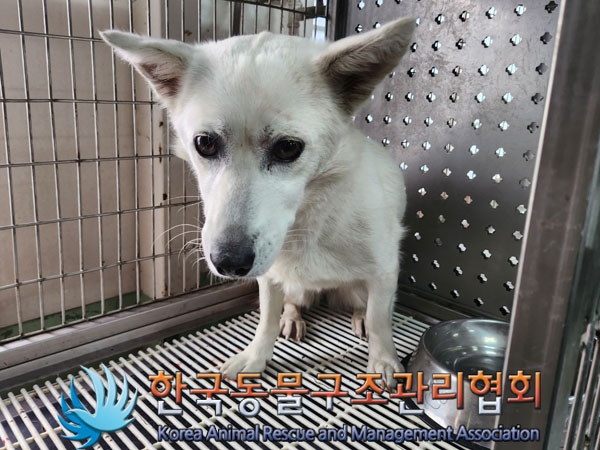 종료(입양) 믹스견…