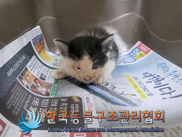한국동물구조관리협회_411315202300608