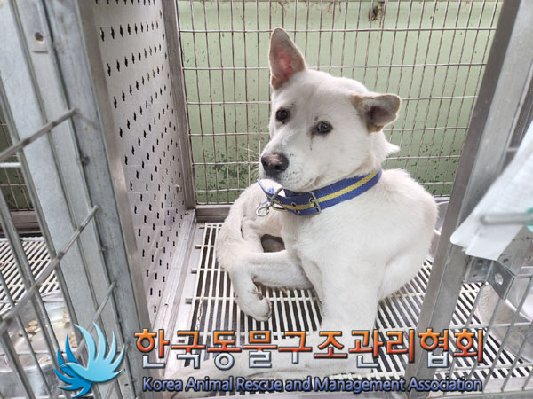 한국동물구조관리협회_441392202300208