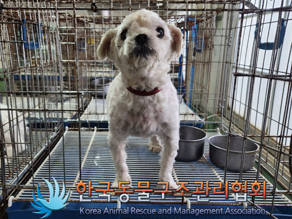 종료(입양) 말티즈…