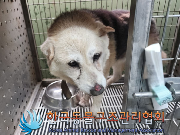 한국동물구조관리협회_441406202301452