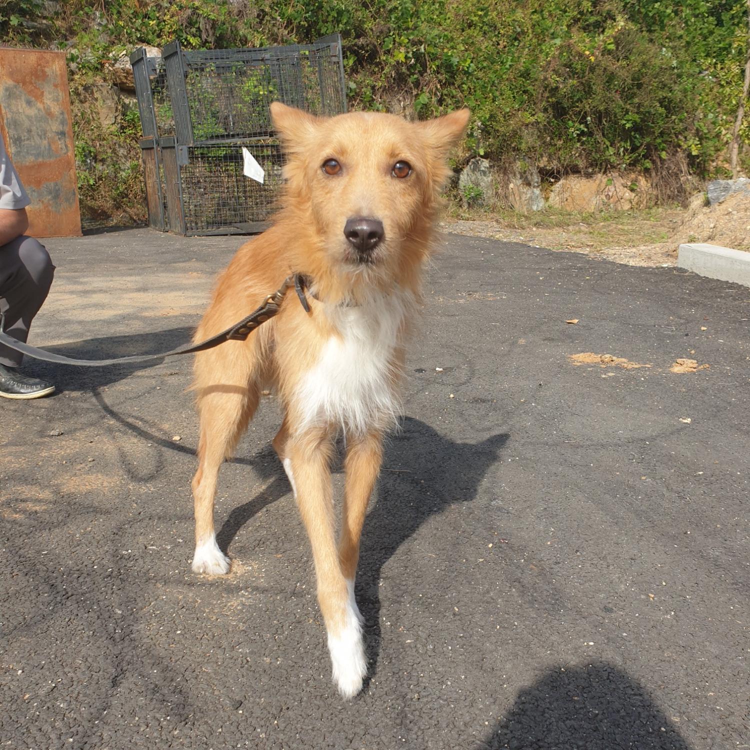 남양동물보호센터_441553202302735
