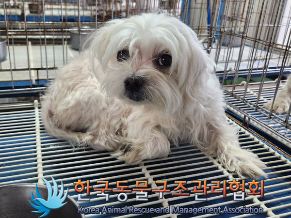 한국동물구조관리협회_441406202301450