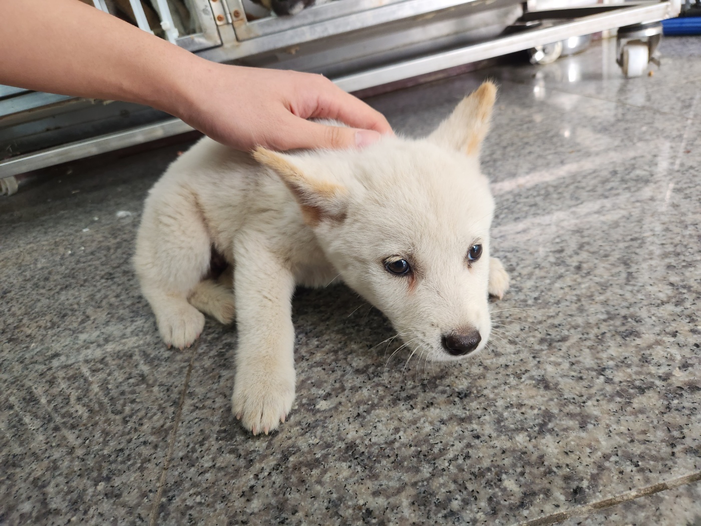 광주 동물보호소_429359202300358