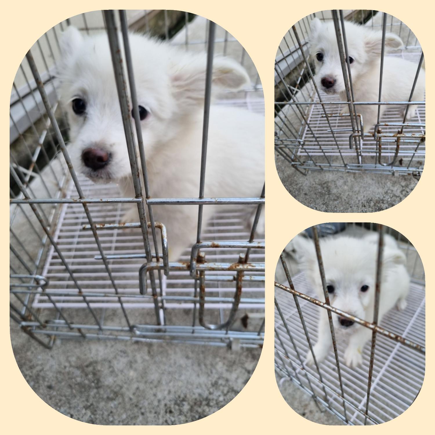 부안군 동물보호센터_445479202300858
