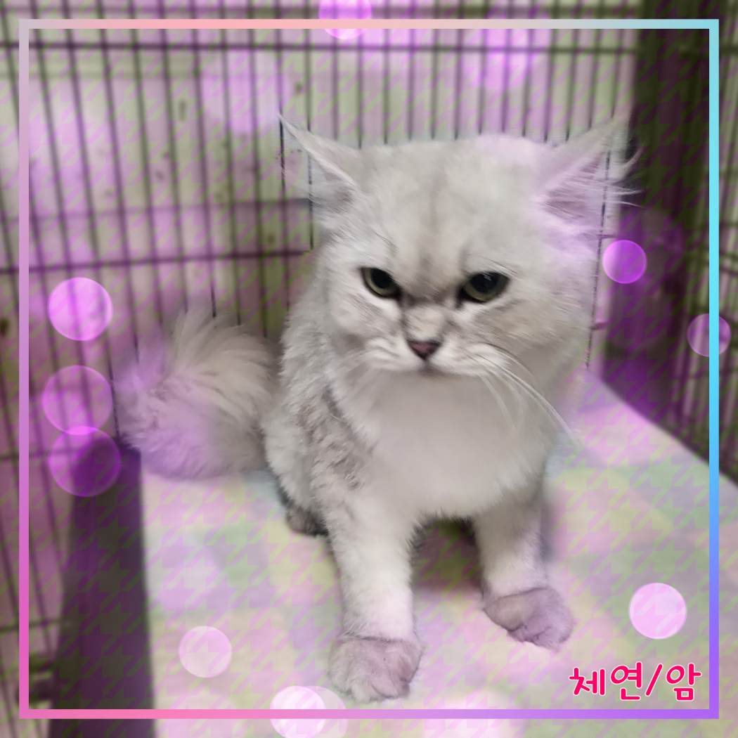 군산유기동물보호센터_445467202301967