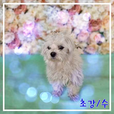 군산유기동물보호센터_445467202301965