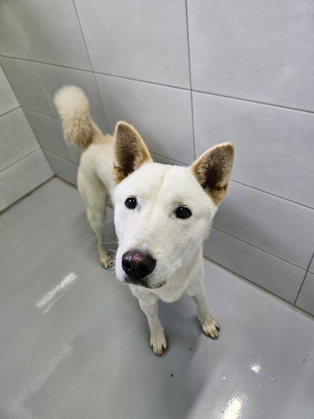 아산동물복지지원센터_444452202301860