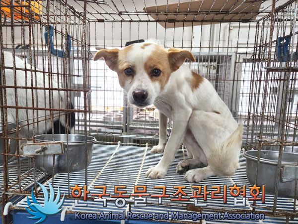 한국동물구조관리협회_441560202301317
