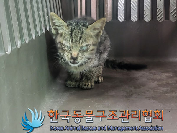 한국동물구조관리협회_441560202301314