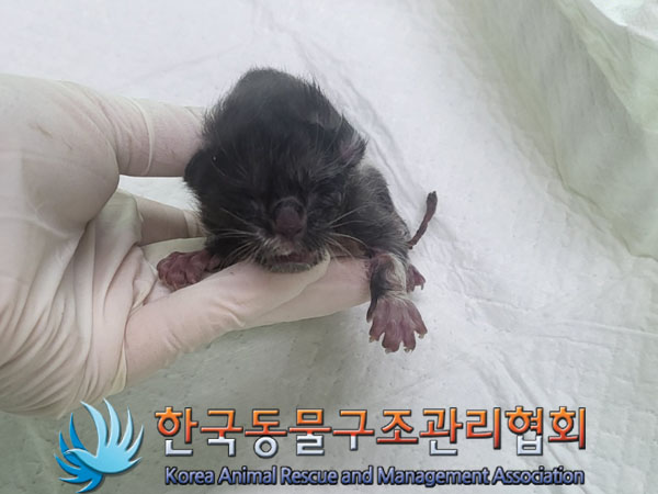 한국동물구조관리협회_441560202301316