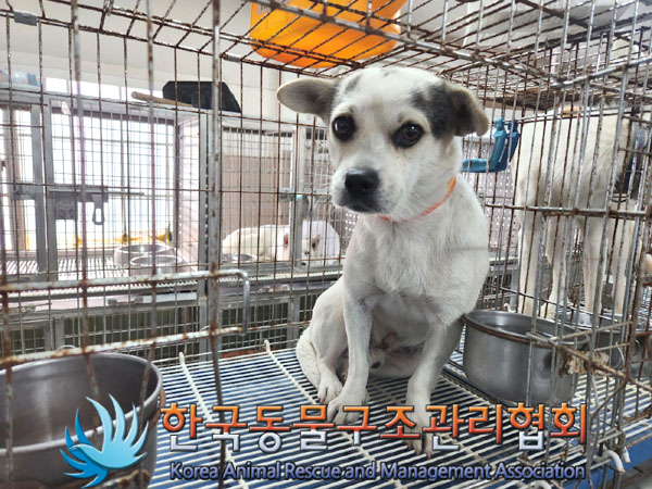 한국동물구조관리협회_441560202301318