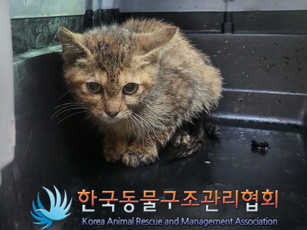 종료(자연사) 한국…