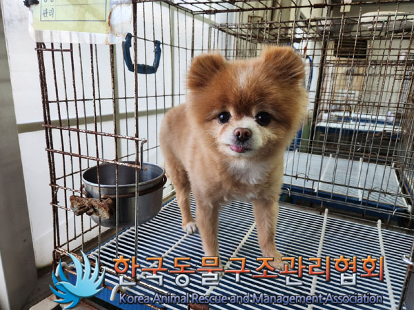종료(입양) 포메라…