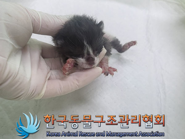 한국동물구조관리협회_441560202301315