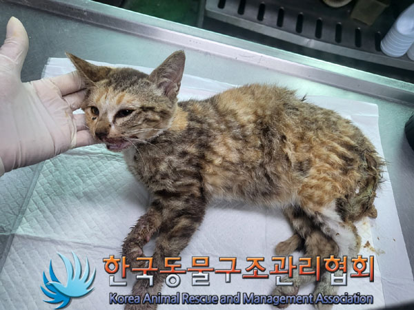 한국동물구조관리협회_441559202300972