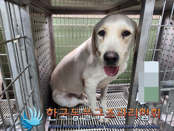 종료(입양) 라브라…