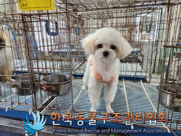 한국동물구조관리협회_411315202300613