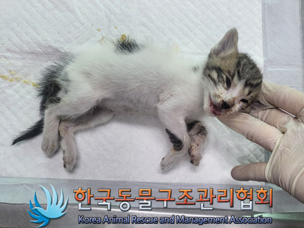 한국동물구조관리협회_411312202300636