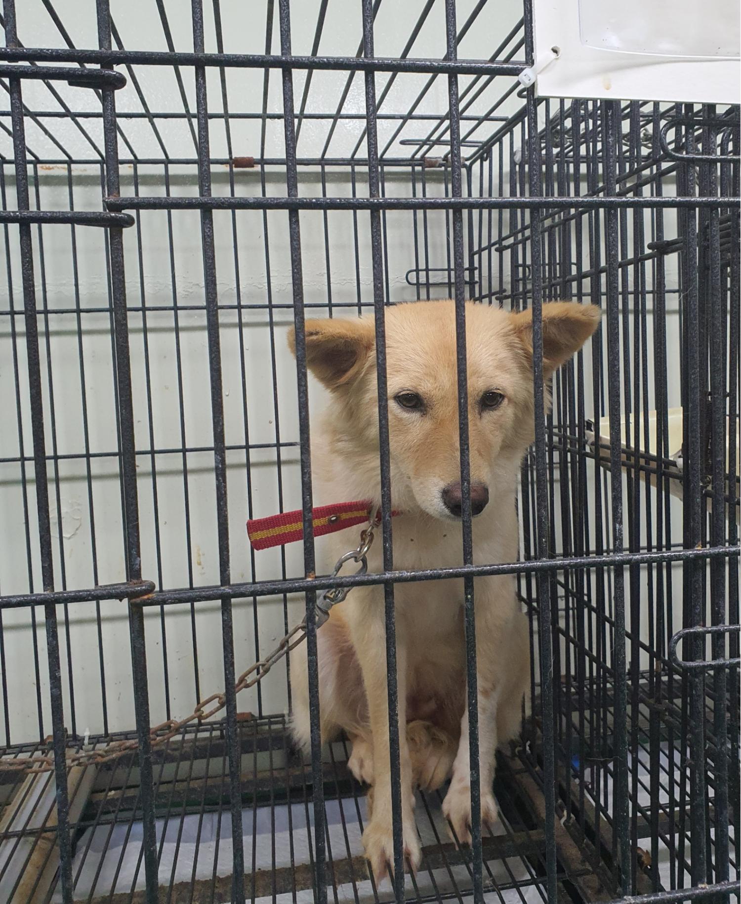공주시 동물보호소_444450202300518